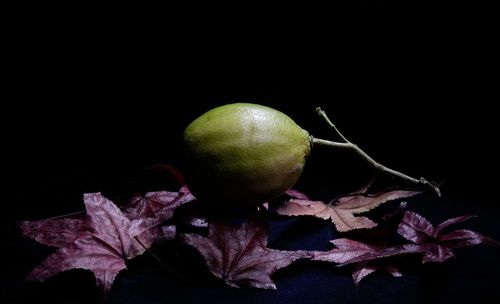 Close-up of apple against black background