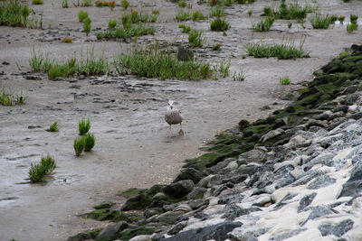 View of birds on beach