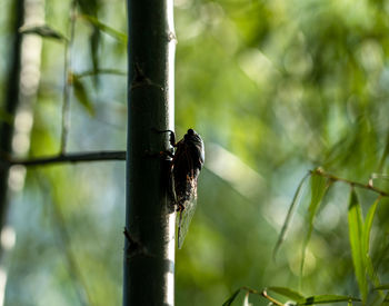 Close-up of a bird perching on plant