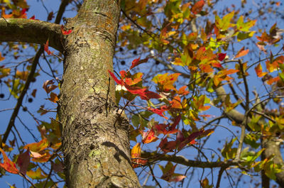 Low angle view of tree against sky during autumn