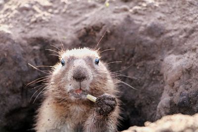 Close-up of an animal