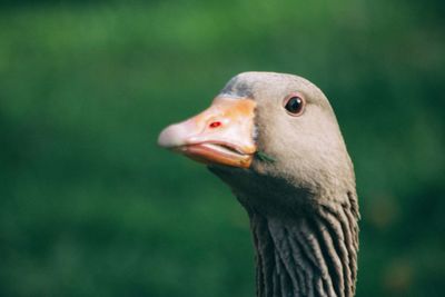 Close-up of a bird looking away