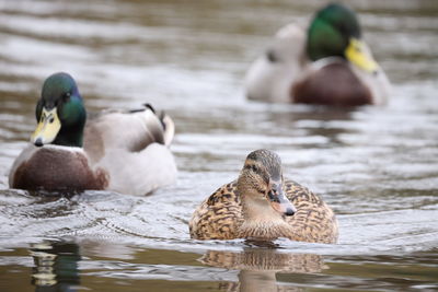 Mallard ducks swimming in lake