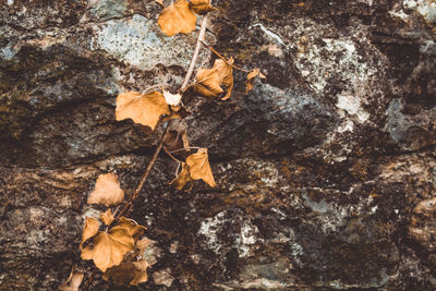 High angle view of maple leaves on rock