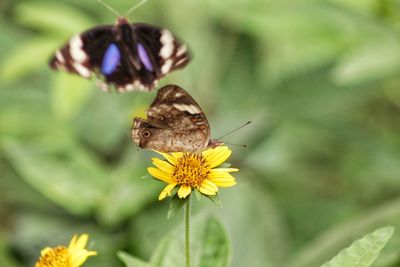 Close-up of butterfly pollinating on flower