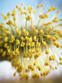 Close-up of yellow flowering plant