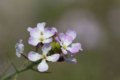 Close-up of purple flowers