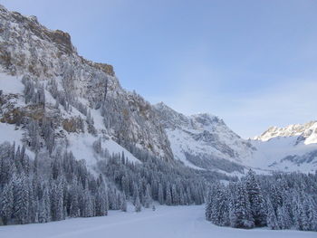 Pine trees on snowcapped mountains against sky