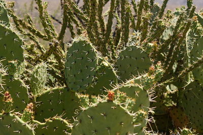 Close-up of cactus plant