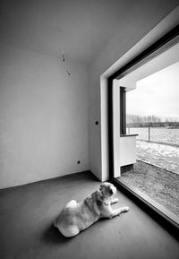 Cat resting on wall at home