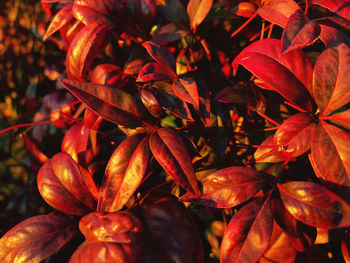 Close-up of red leaves during autumn