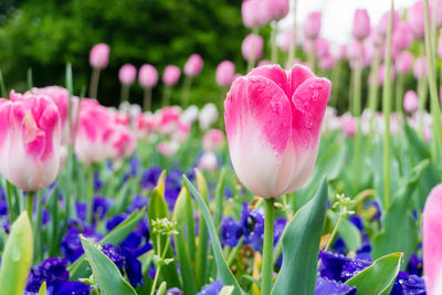 Close-up of pink tulips during rainy season