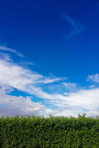 Plants growing on field against blue sky