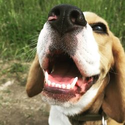 Close-up of dog yawning