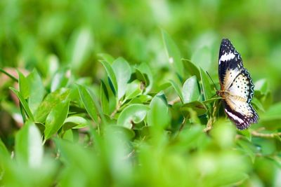 Close-up of butterfly perching on leaf