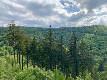 Scenic view of pine trees against sky