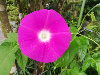 Close-up of pink water lily blooming outdoors