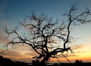 Low angle view of silhouette bare tree against sky during sunset