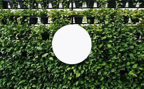 Scenic view of ivy growing on tree