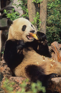 View of lion eating plant in a forest