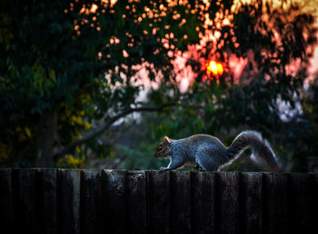 Squirrel on a fence at sunset 