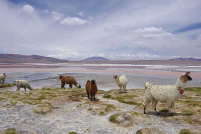 View of sheep on landscape