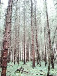 Trees in forest