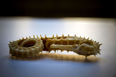 Close-up of crab on table