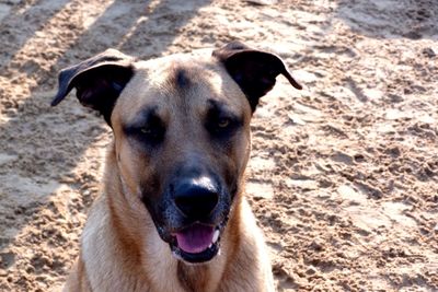 Portrait of dog