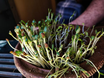 Close-up of hand holding fresh plant