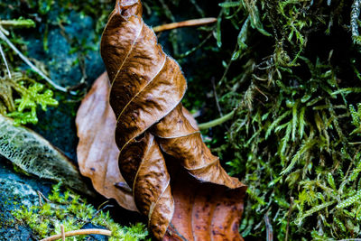 Close-up of dried leaves on plant