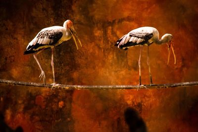 Painted storks perching on bamboo against abstract backgrounds
