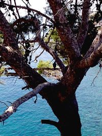 Bare trees in water