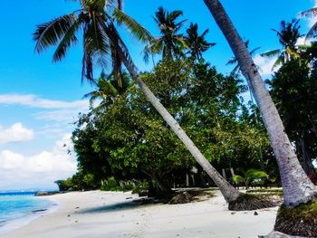 Palm trees on beach against sky