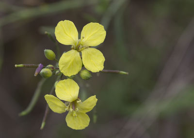 Close-up of yellow flowers blooming outdoors