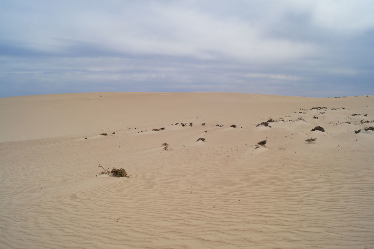 FLOCK OF BIRDS ON SAND DUNE