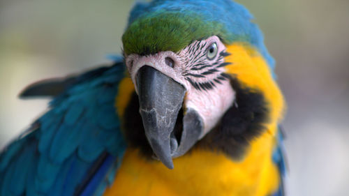 Close-up of macaw