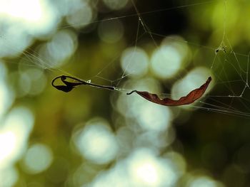 Close-up of spider on web