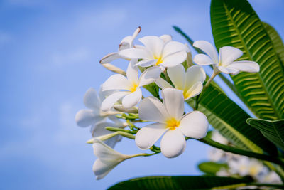 Close-up of white flowering plant against sky