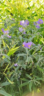 Close-up of purple flowering plants