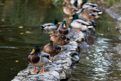 A family of ducks, geese swims in a water channel, river, lake. lots of reeds and water lilies.