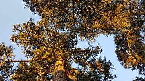 Low angle view of trees in forest during autumn