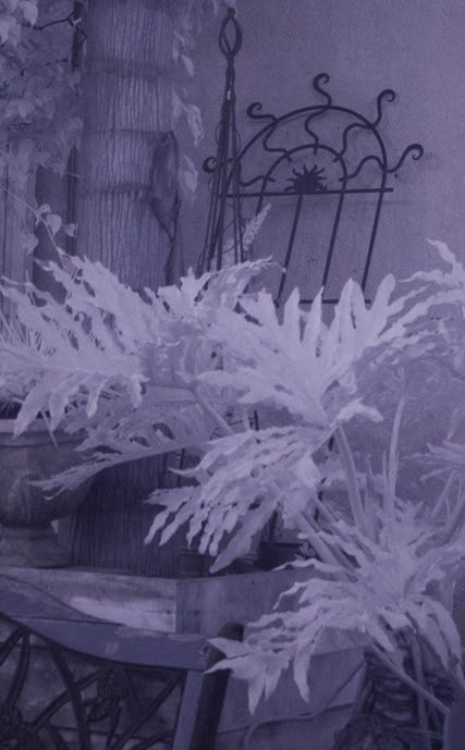 CLOSE-UP OF FROZEN PLANTS IN WINTER