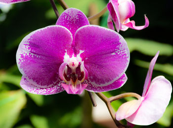 Close-up of pink orchids