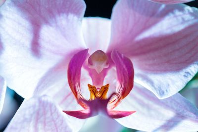 Close-up of pink lotus water lily