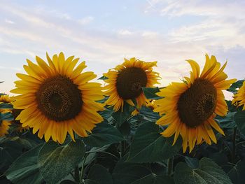 Sunflowers blooming against sky