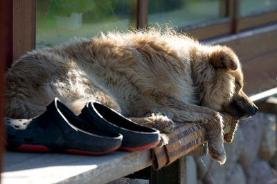 View of a cat resting