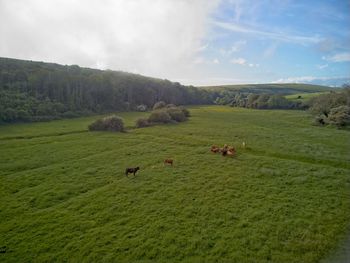 View of sheep grazing in field