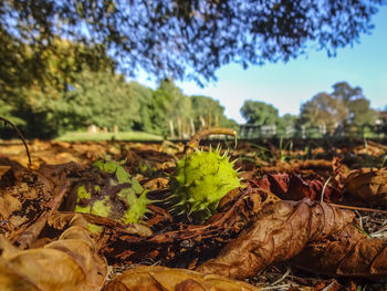 Close-up of dried leaves on field against trees