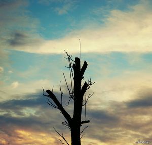 Low angle view of bare trees against cloudy sky